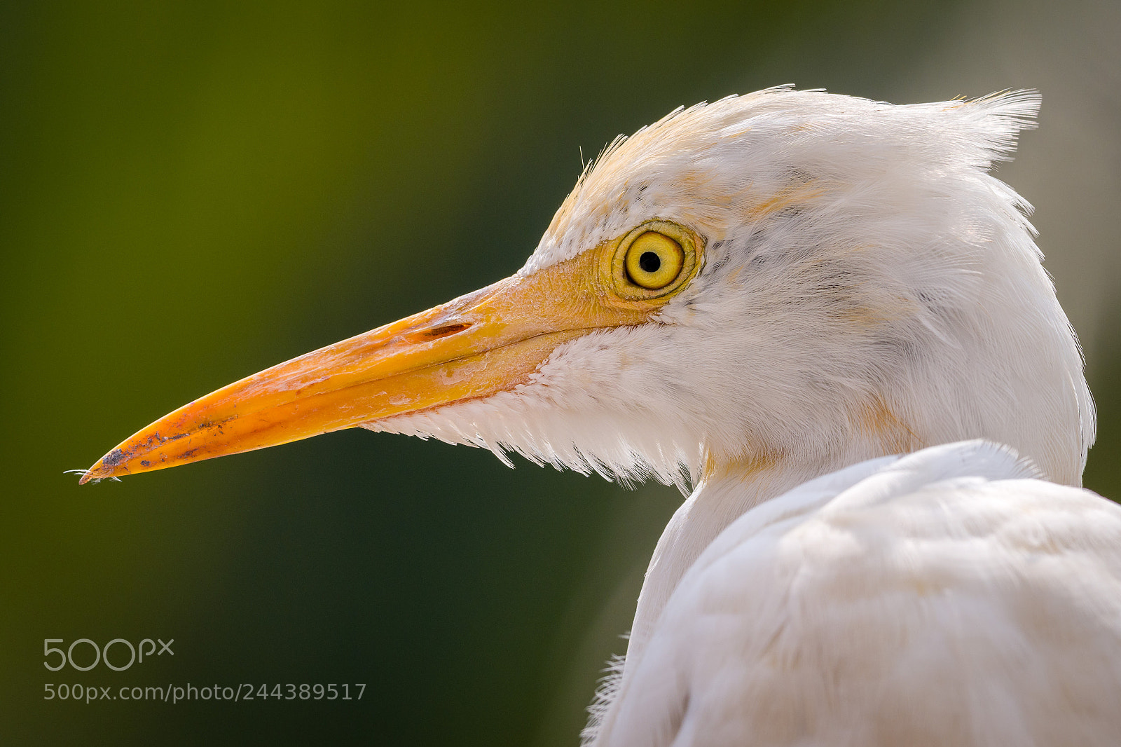 Olympus OM-D E-M1 Mark II sample photo. Cattle egret photography