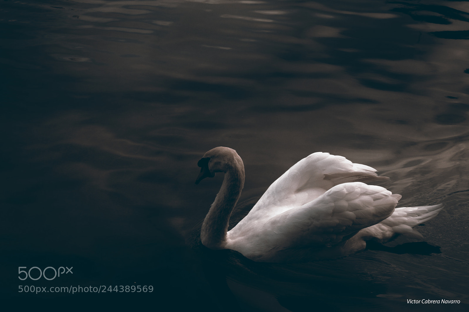Nikon D3200 sample photo. Angel photography
