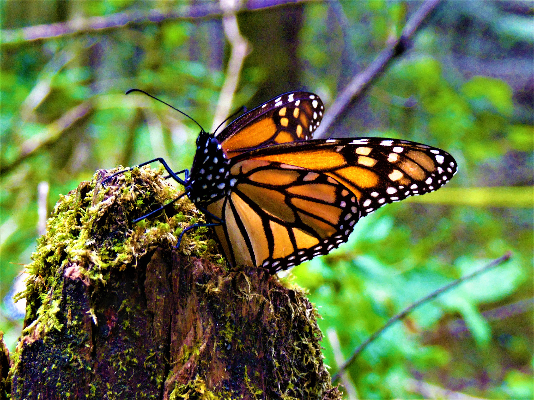 Samsung WB2200F sample photo. Mariposa monarca photography