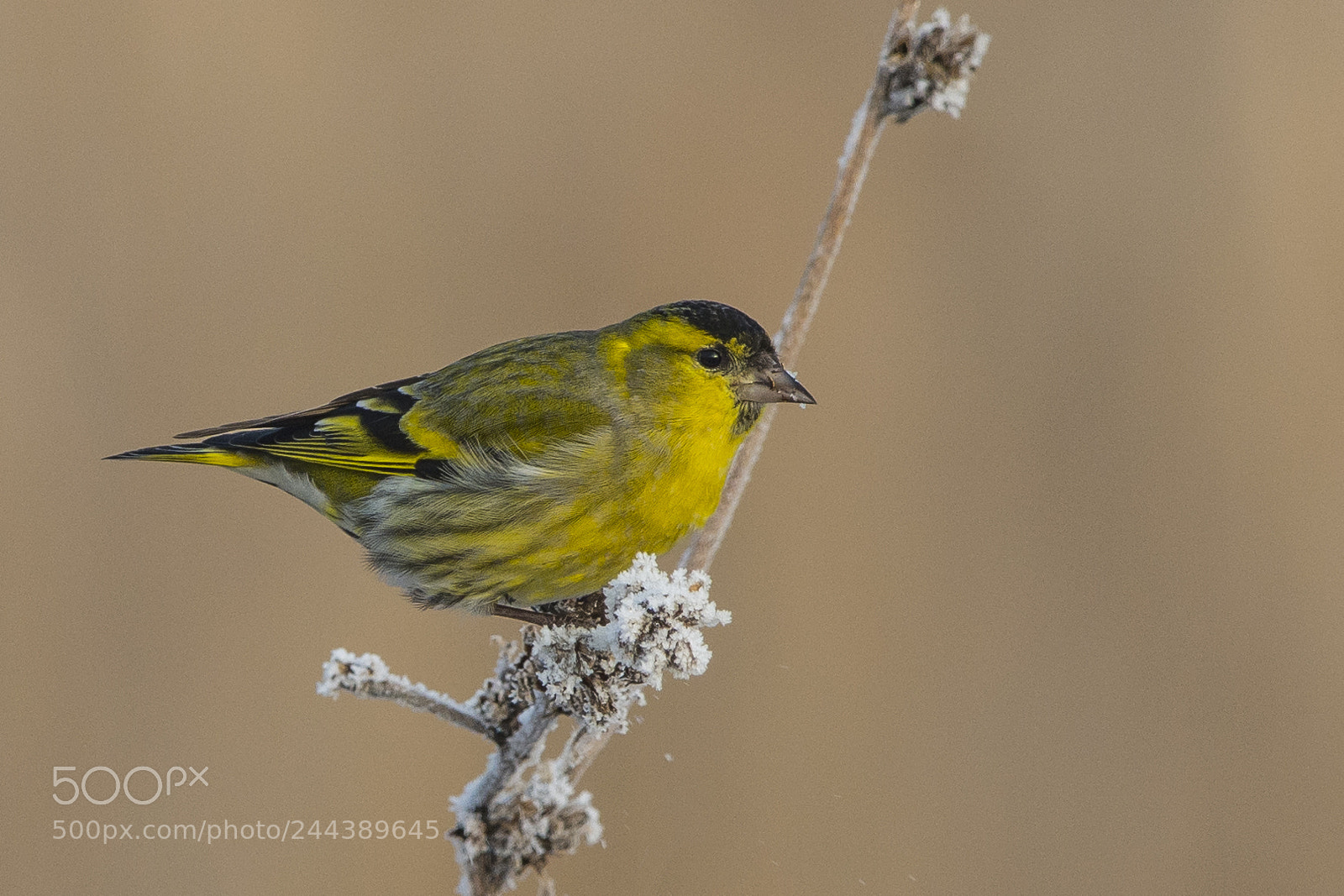 Nikon D7100 sample photo. Eurasian siskin photography