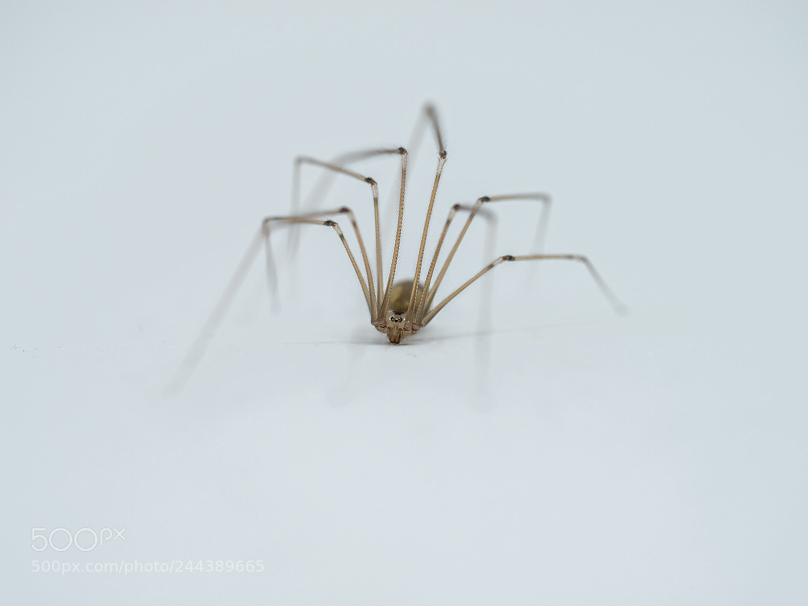 Panasonic Lumix DMC-G6 sample photo. Itsy bitsy spider photography