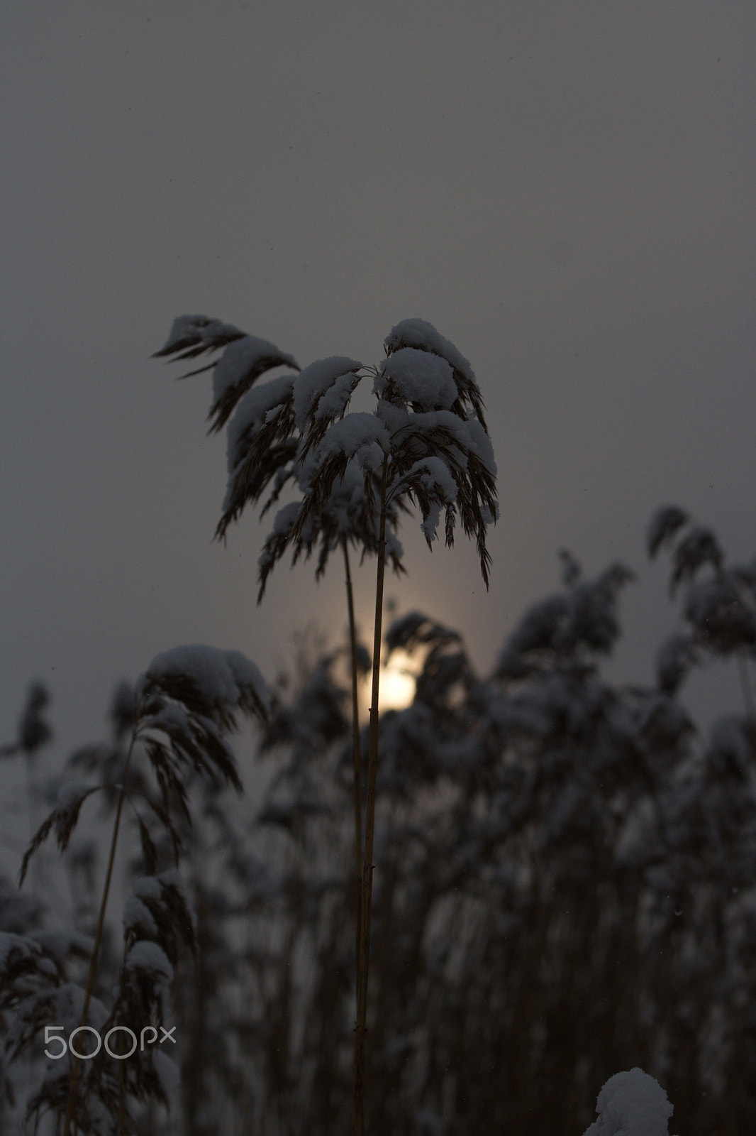 Canon EOS 760D (EOS Rebel T6s / EOS 8000D) sample photo. Looking at the sun from the grass photography