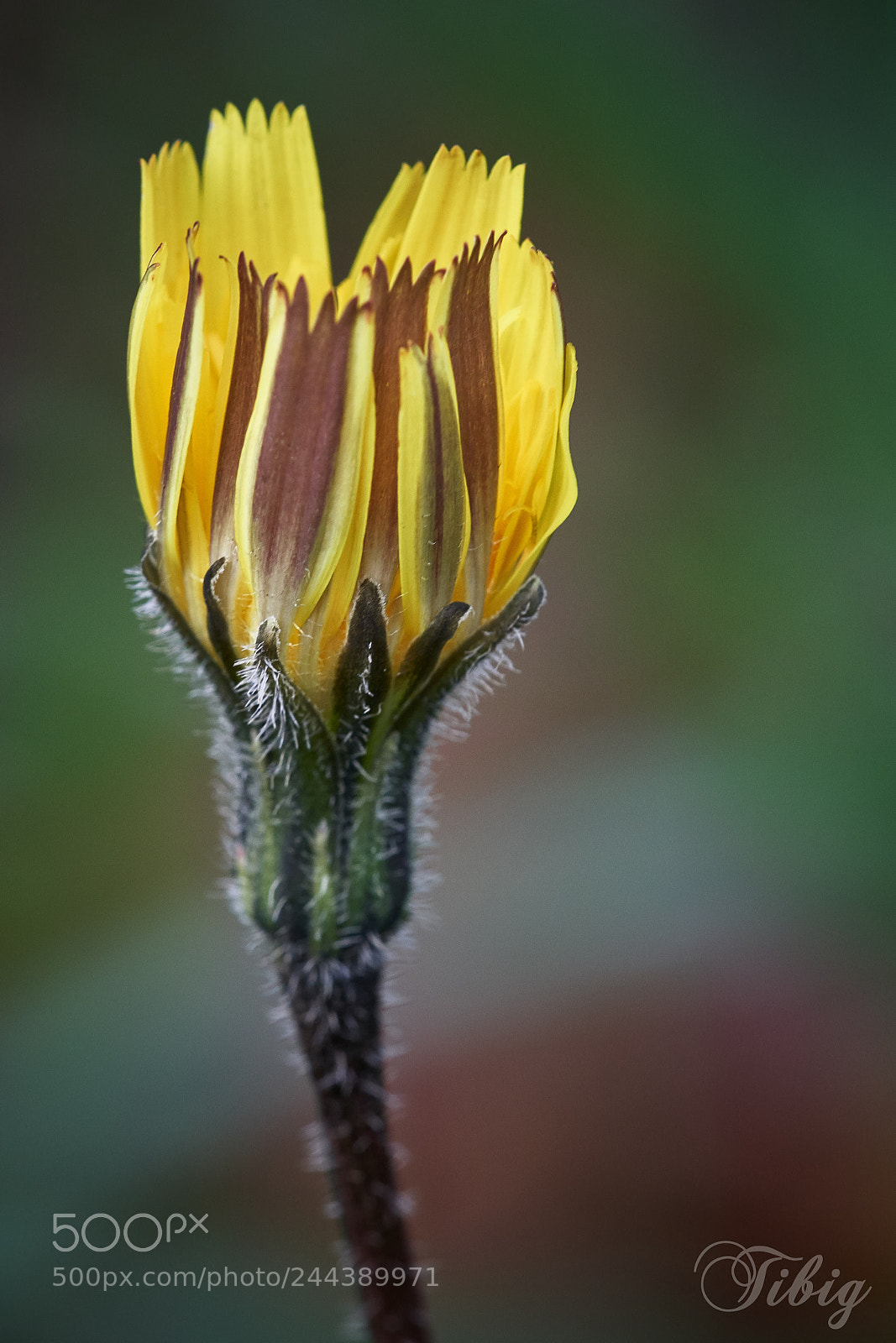 Nikon D500 sample photo. Yellow photography