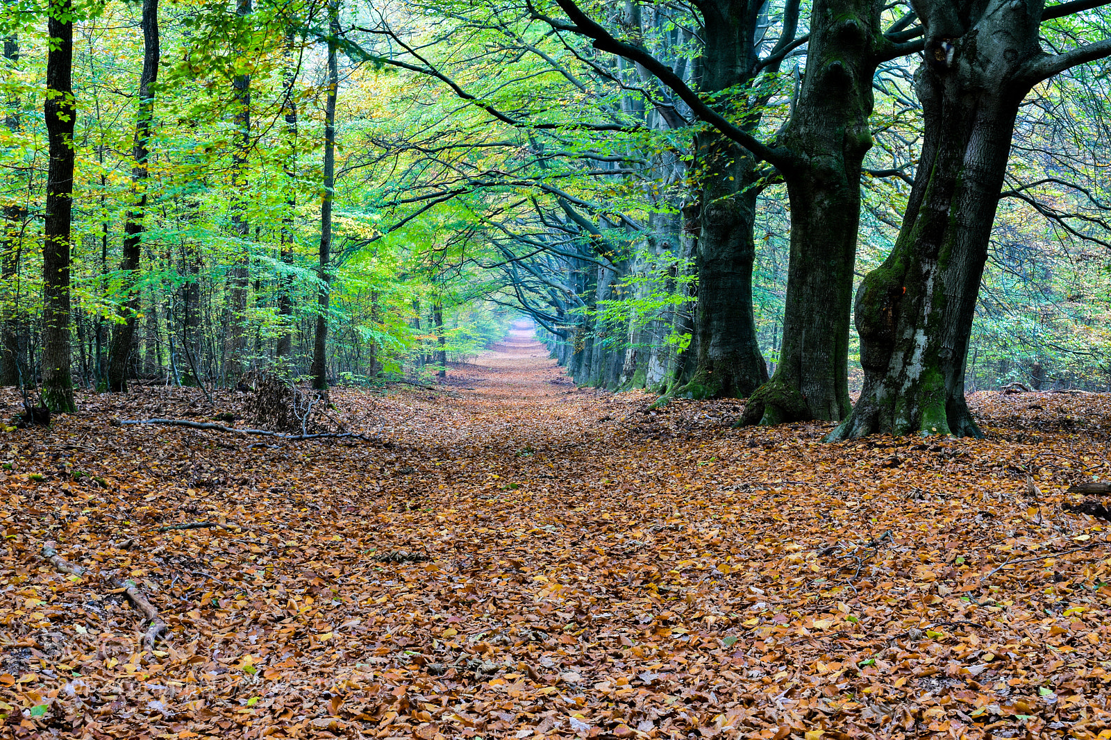 Nikon D5600 sample photo. Path in the woods photography