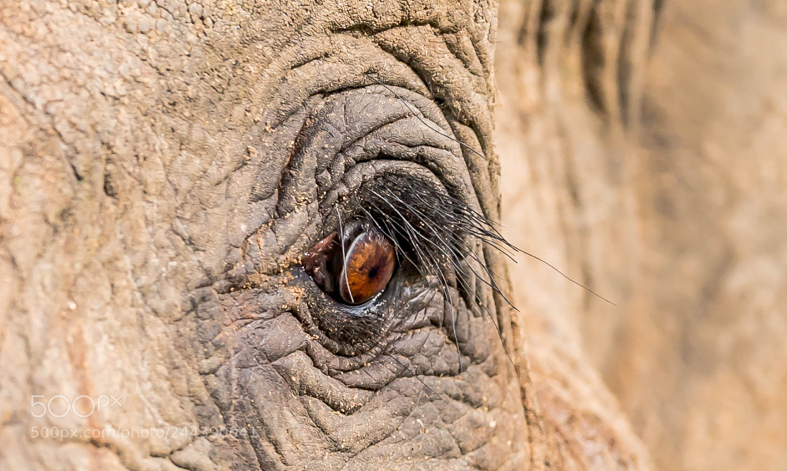 Nikon D5 sample photo. Eye photography