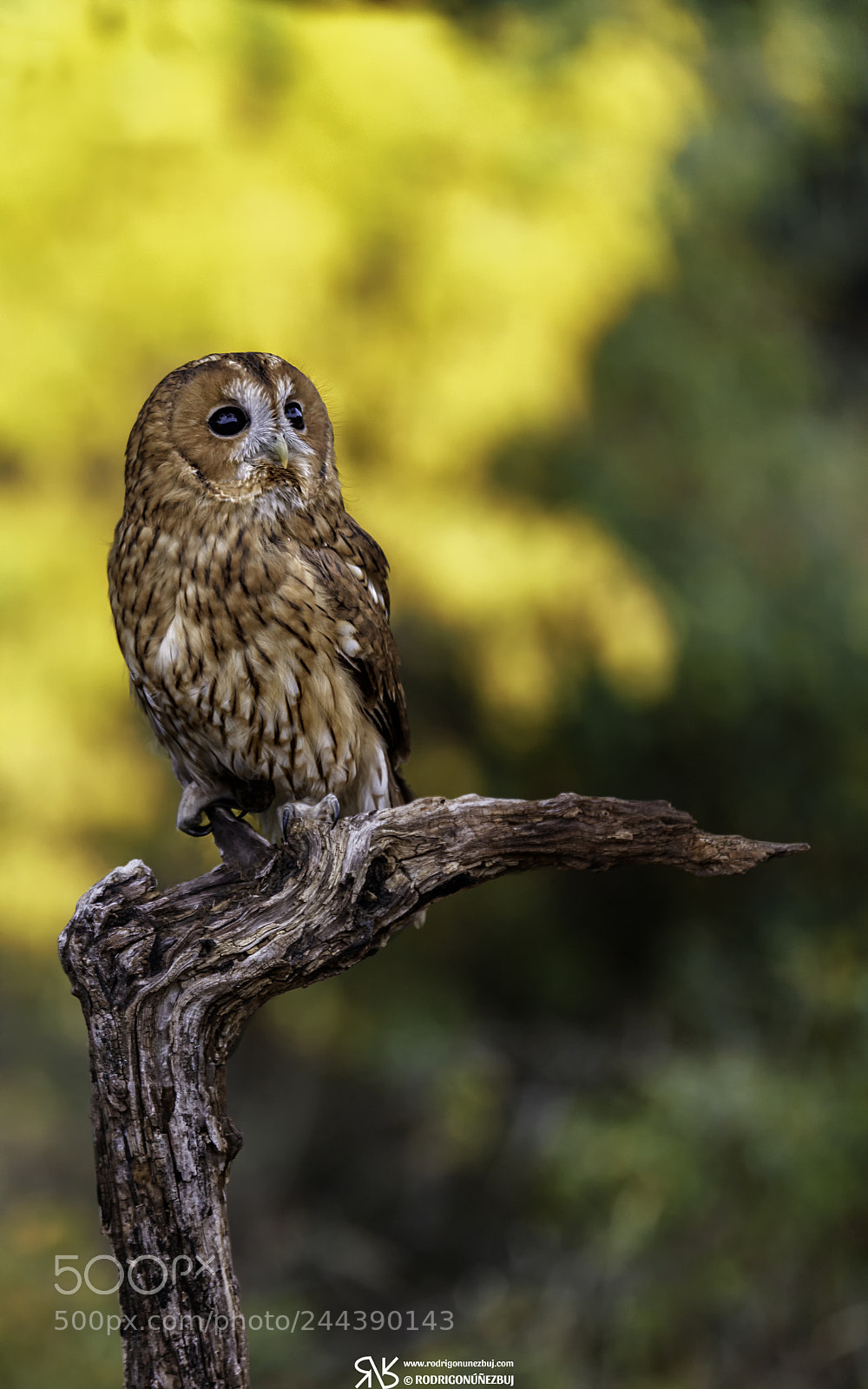 Canon EOS 5DS R sample photo. El c rabo se photography