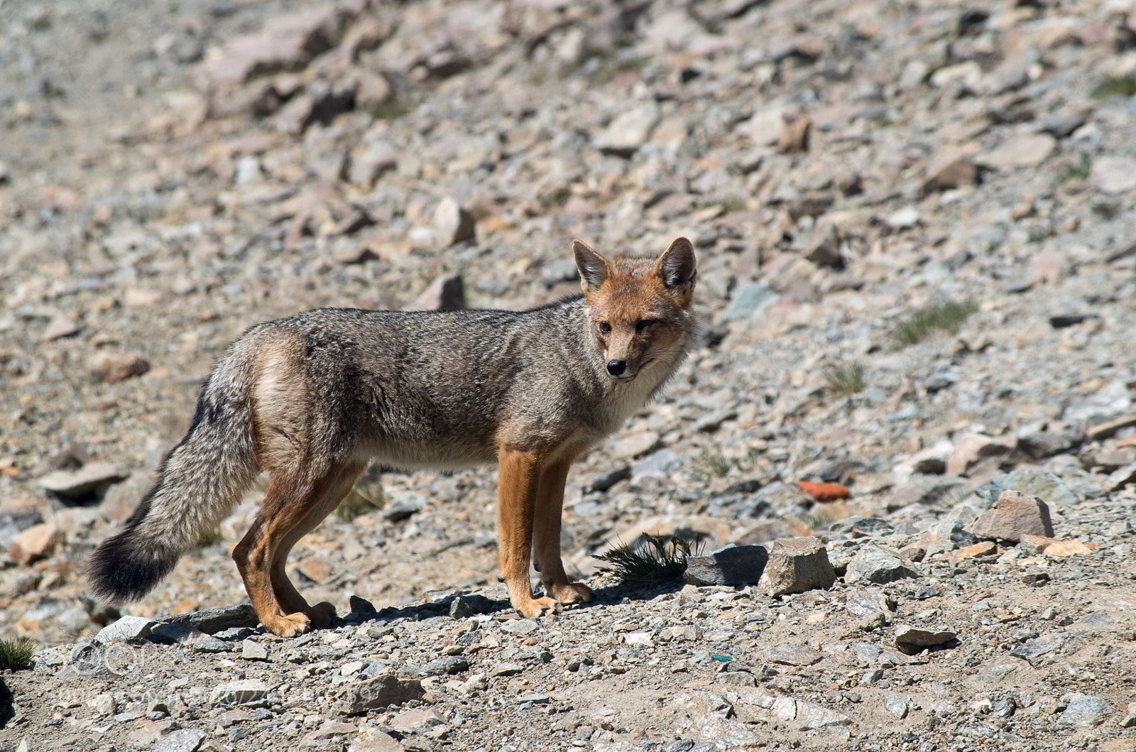 Pentax K-30 sample photo. Raposa photography
