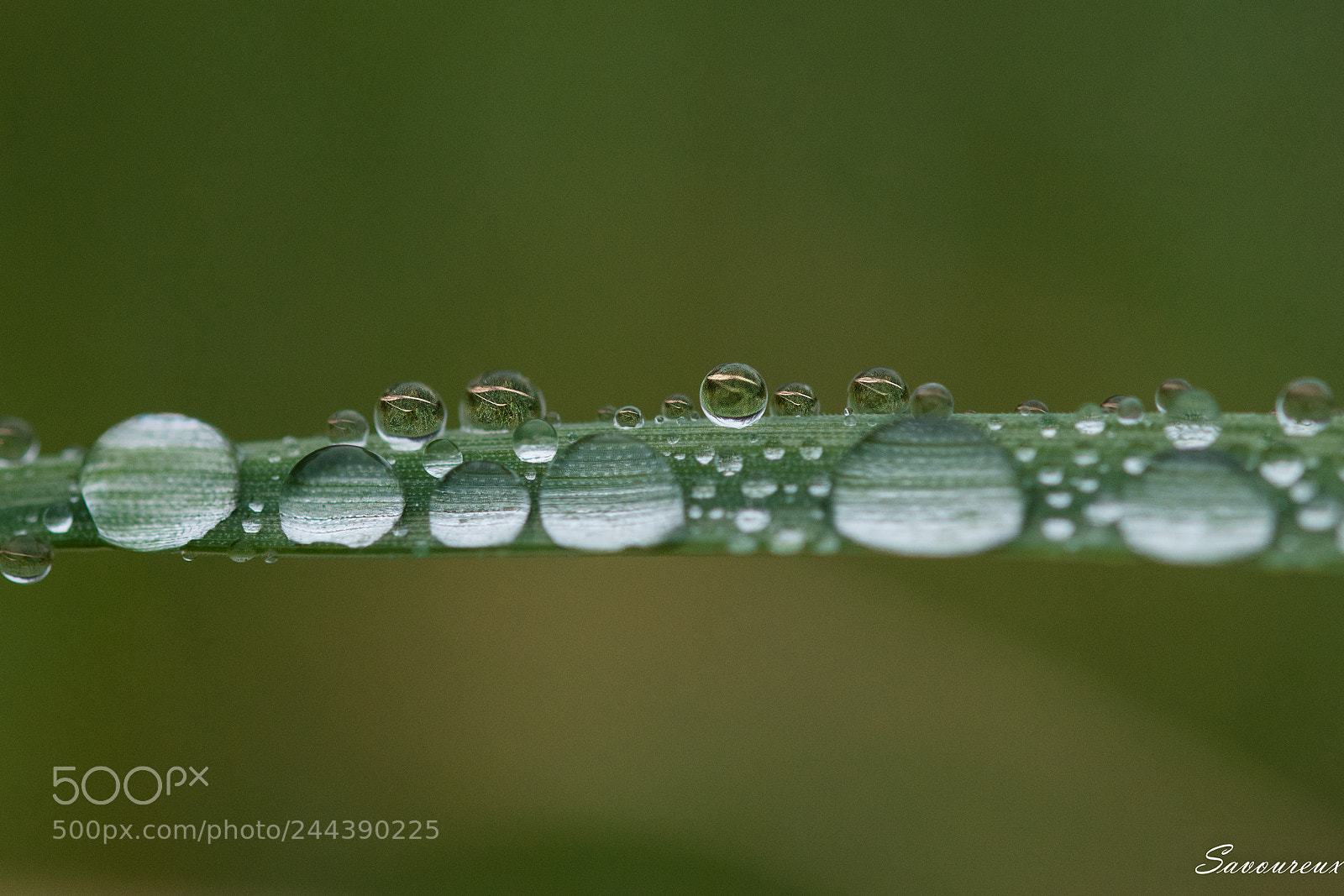 Nikon D5500 sample photo. Drops photography