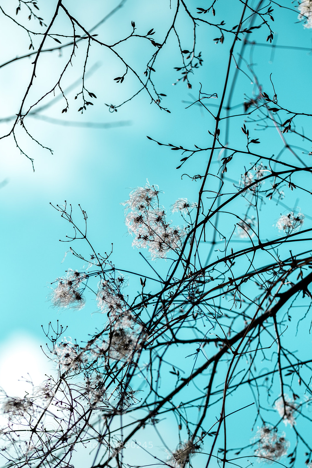 Fujifilm X-Pro1 sample photo. Japanese winter tea photography