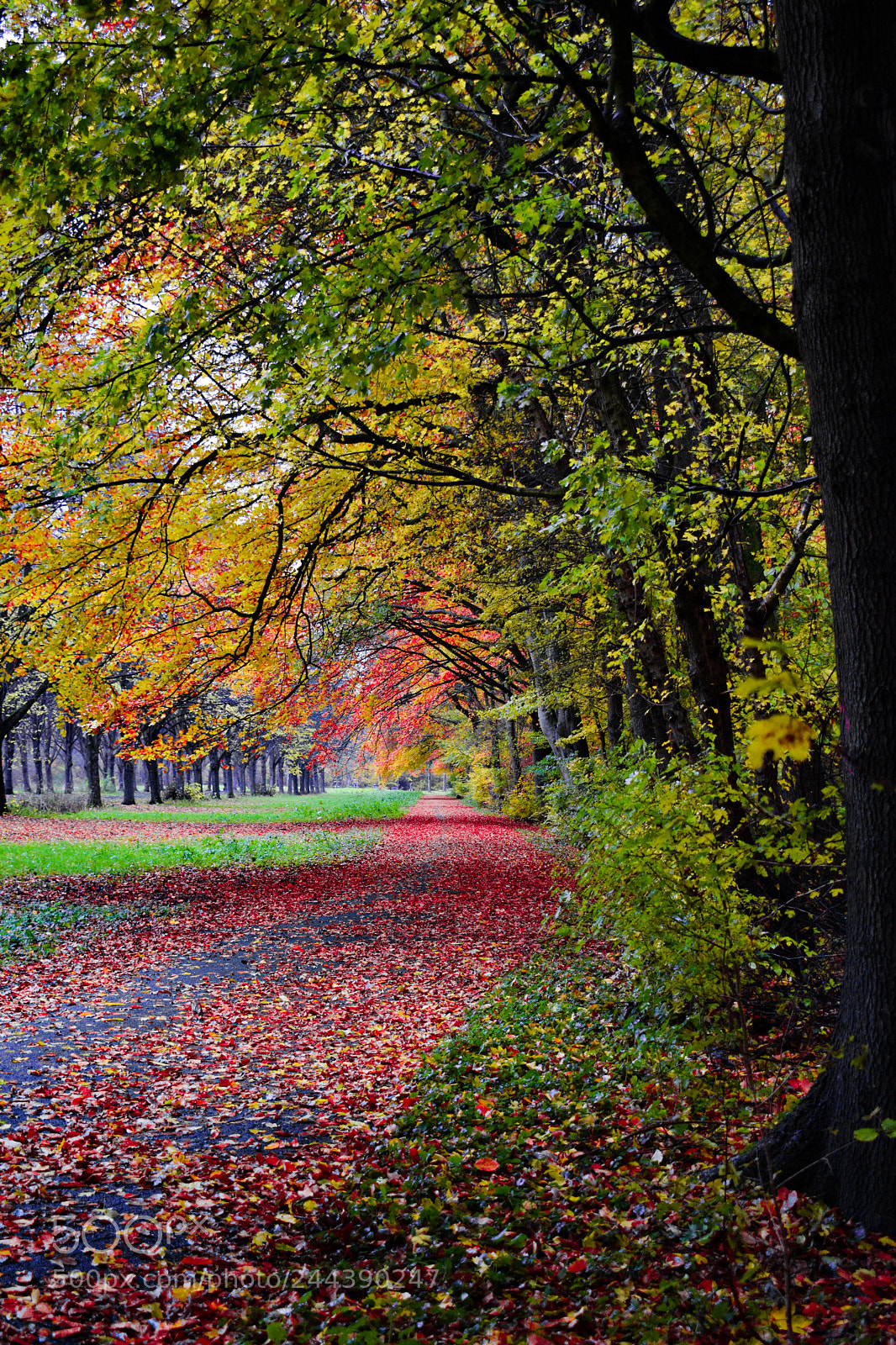 Nikon D5600 sample photo. Path in the amsterdam photography