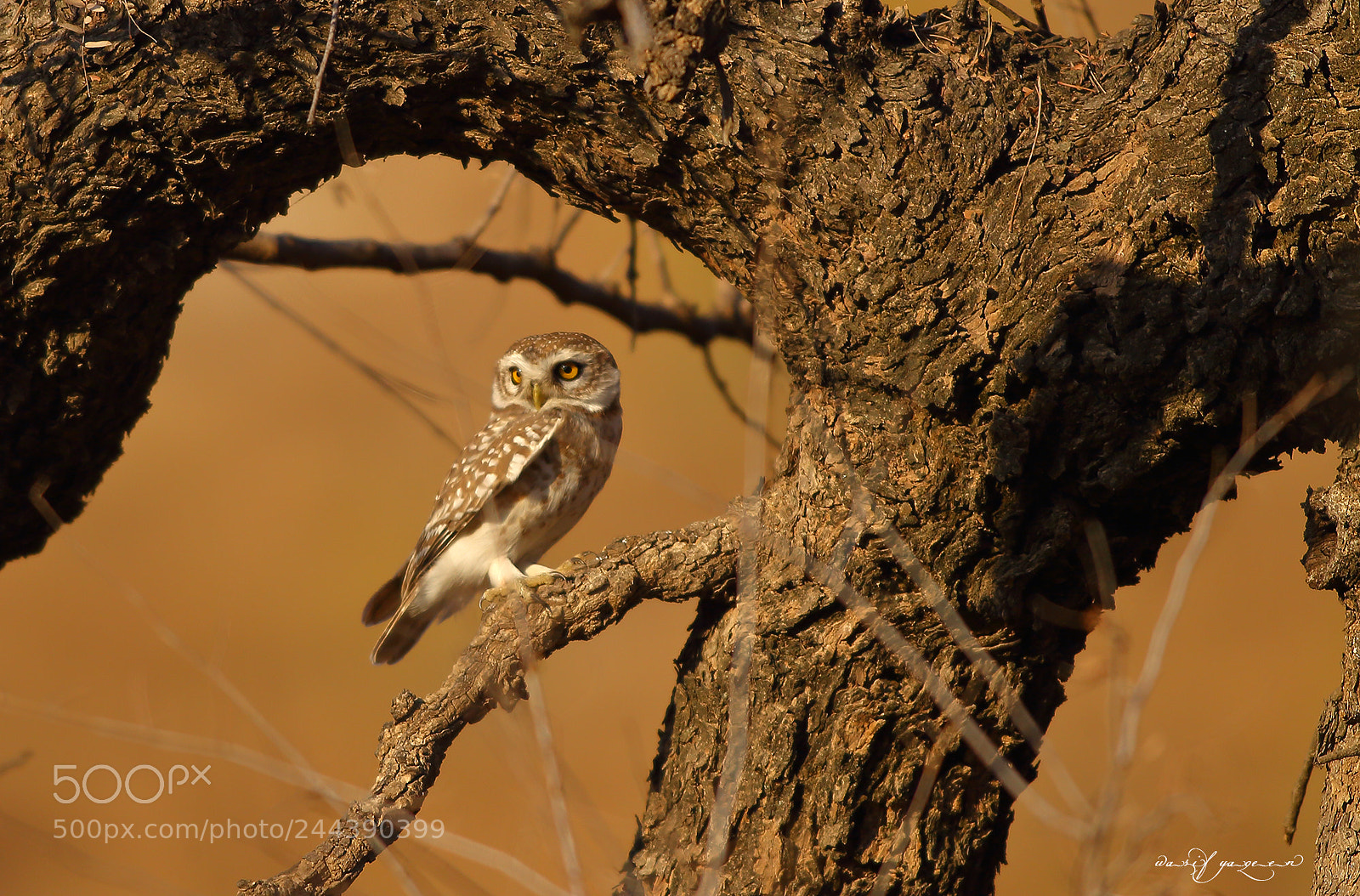 Canon EOS-1D Mark IV sample photo. Spotted owlet photography