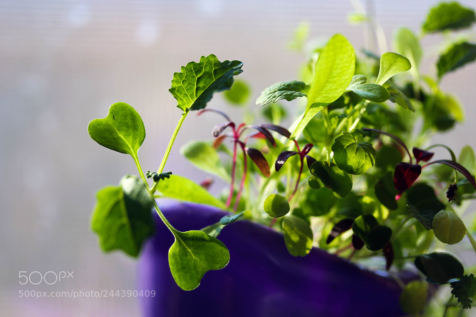 Canon EOS 60D sample photo. Img photography