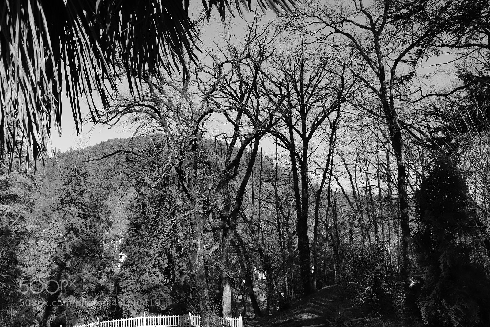 Canon EOS 200D (EOS Rebel SL2 / EOS Kiss X9) sample photo. Dark forest photography