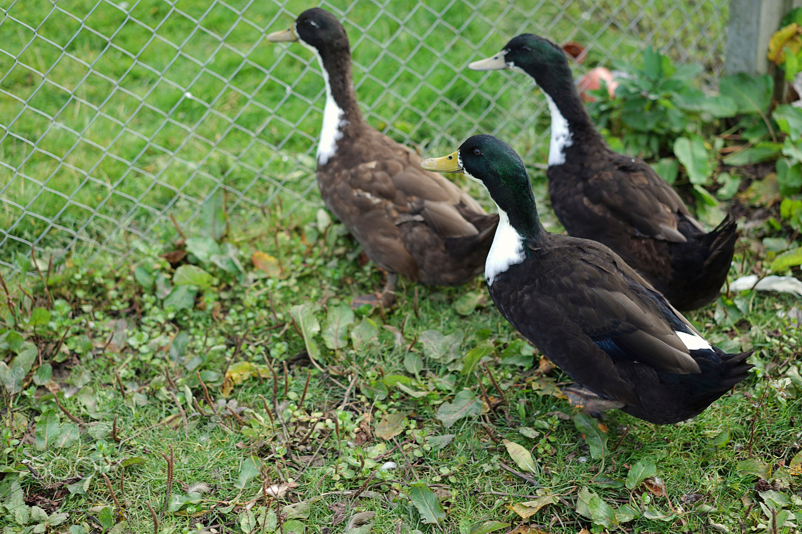 Sony a7 II + Sony Sonnar T* FE 55mm F1.8 ZA sample photo. Ducks photography