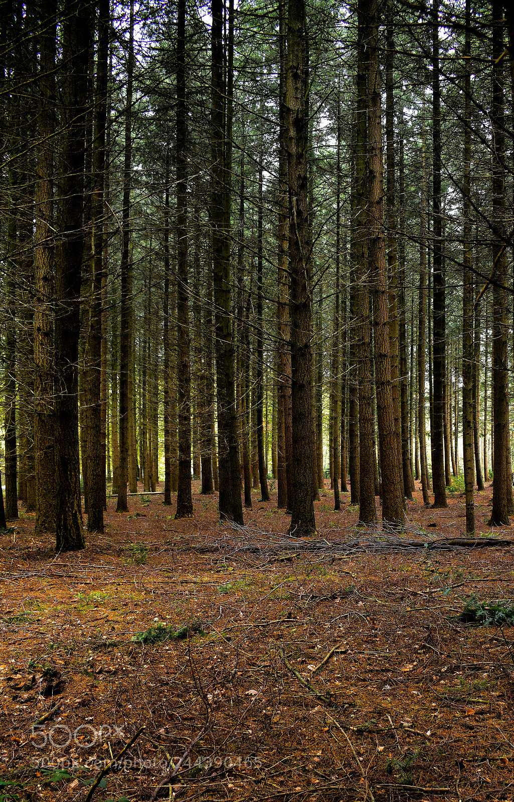 Nikon D5600 sample photo. Trees in the woods photography