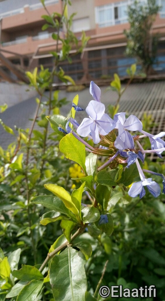 Meizu M3s sample photo. Bokeh móvil photography