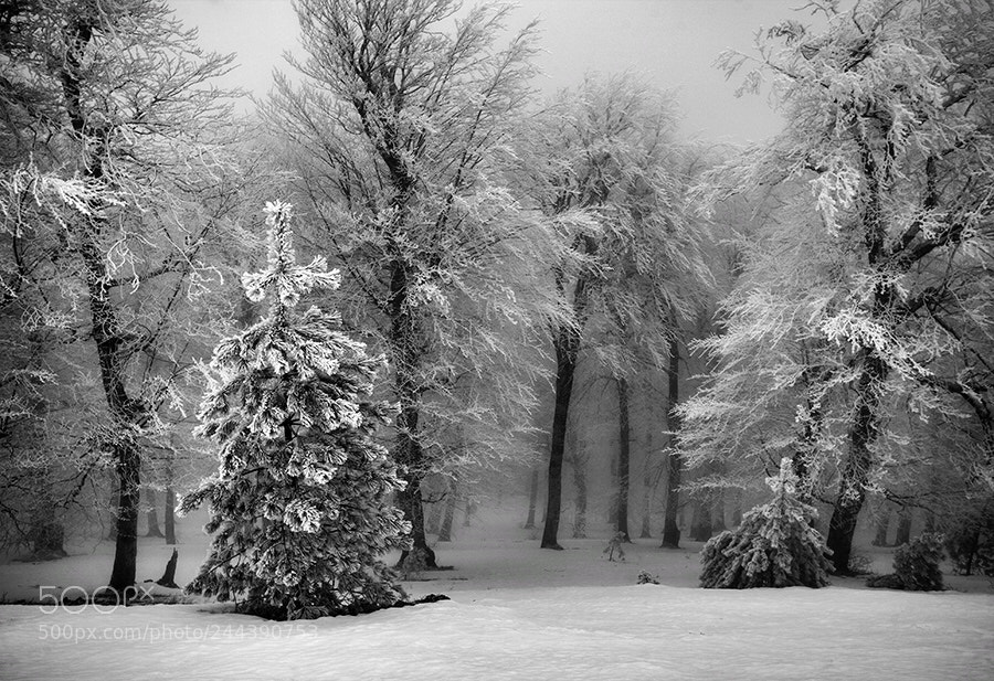 Canon EOS 5D sample photo. Cold but beautiful ! photography
