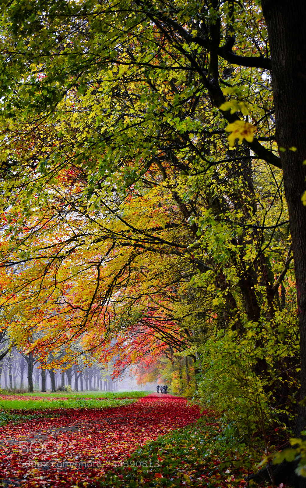 Nikon D5600 sample photo. Wood path in amsterdam photography