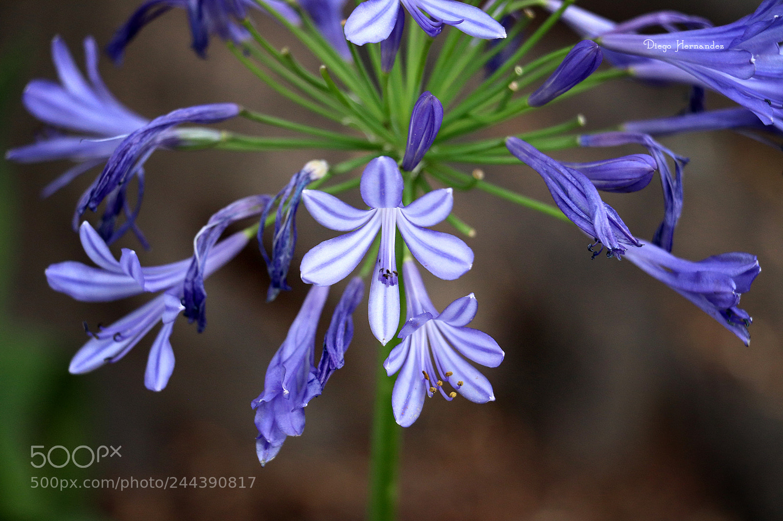 Canon EOS 800D (EOS Rebel T7i / EOS Kiss X9i) sample photo. Flores moradas photography
