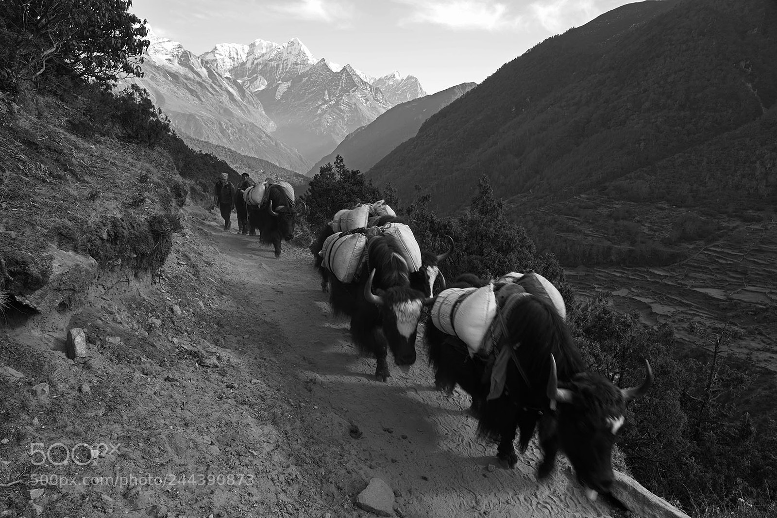Sony a7R III sample photo. Yaks on the road photography