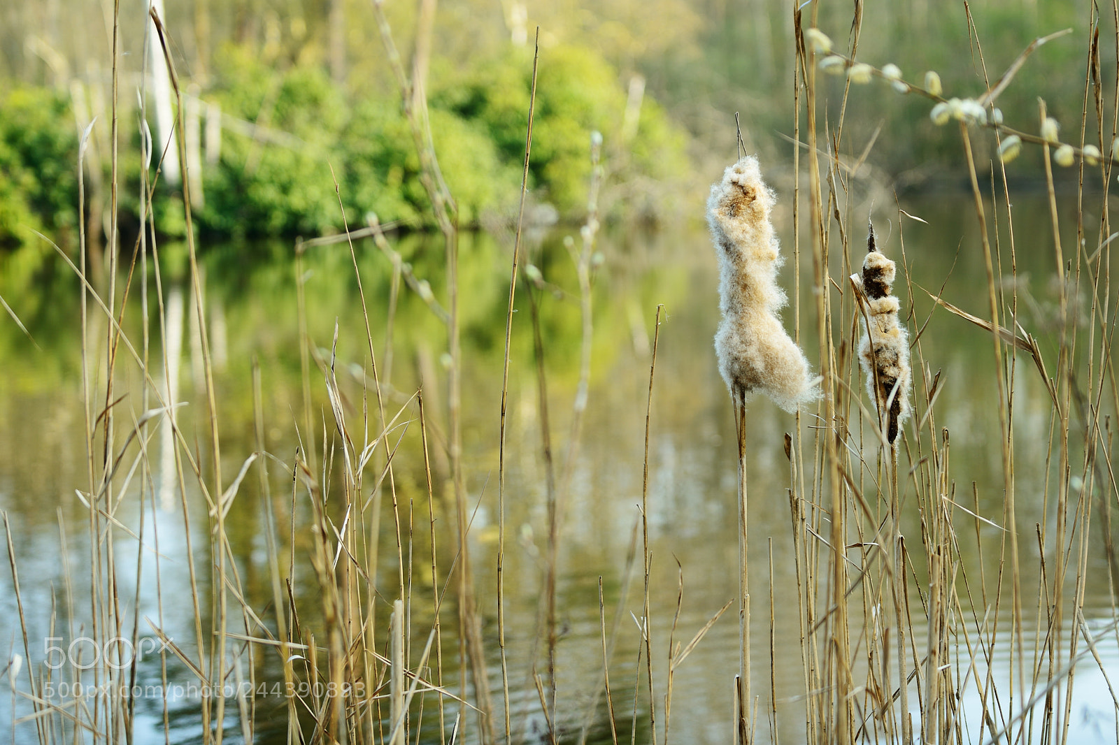 Nikon D800 sample photo. Melancholy photography