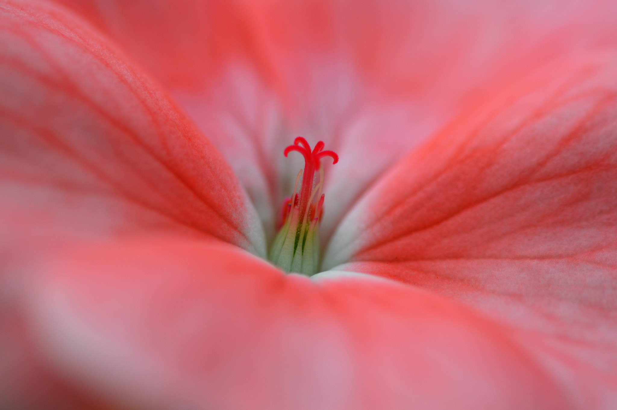Sigma 105mm F2.8 EX DG OS HSM sample photo. () photography