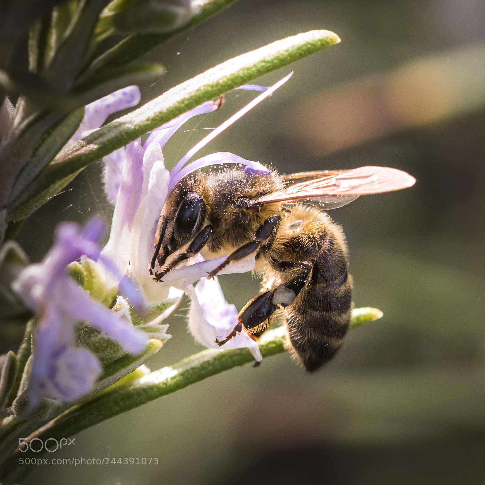 Nikon D500 sample photo. Rosemary and bee photography