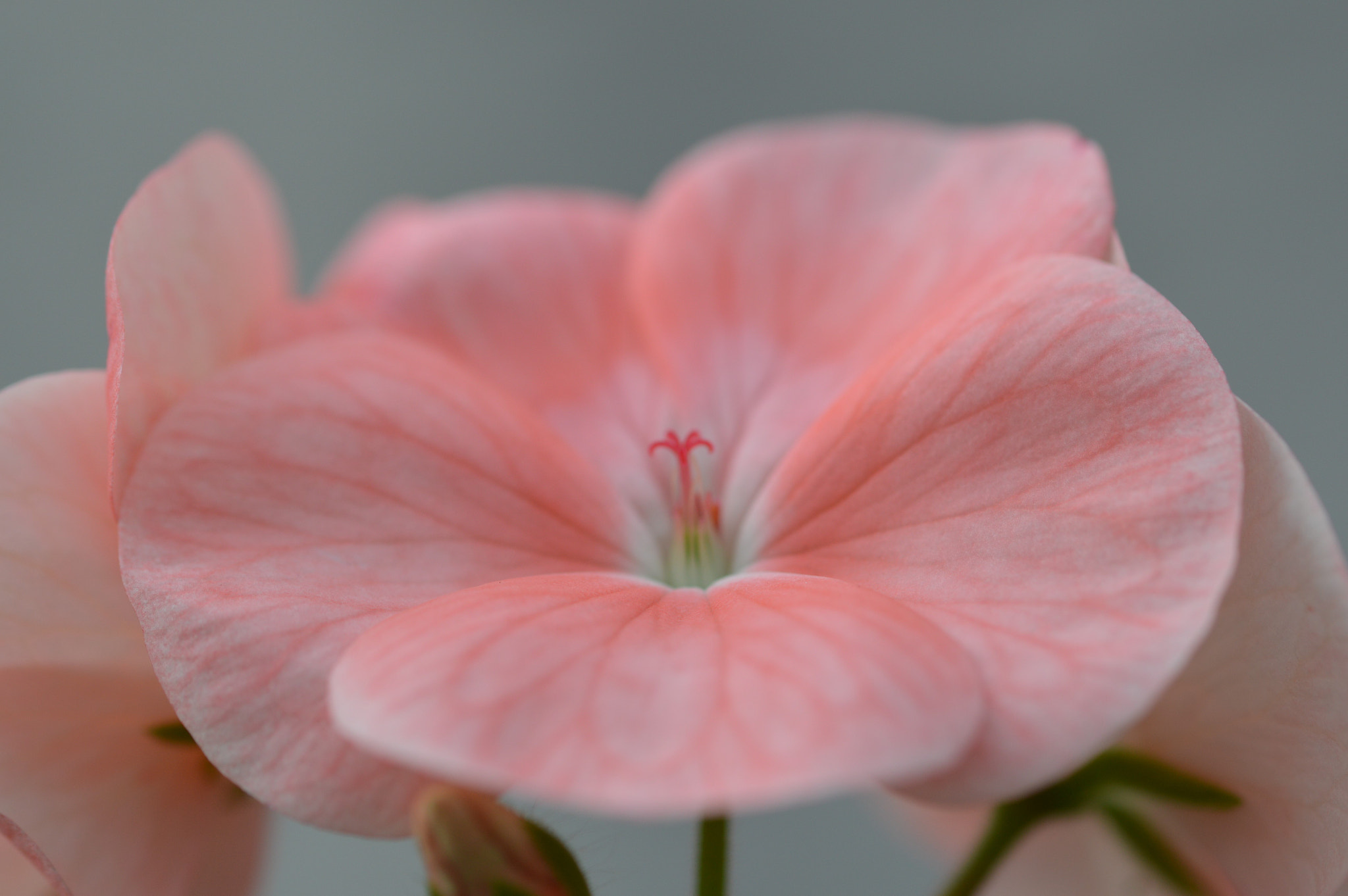 Sigma 105mm F2.8 EX DG OS HSM sample photo. () photography