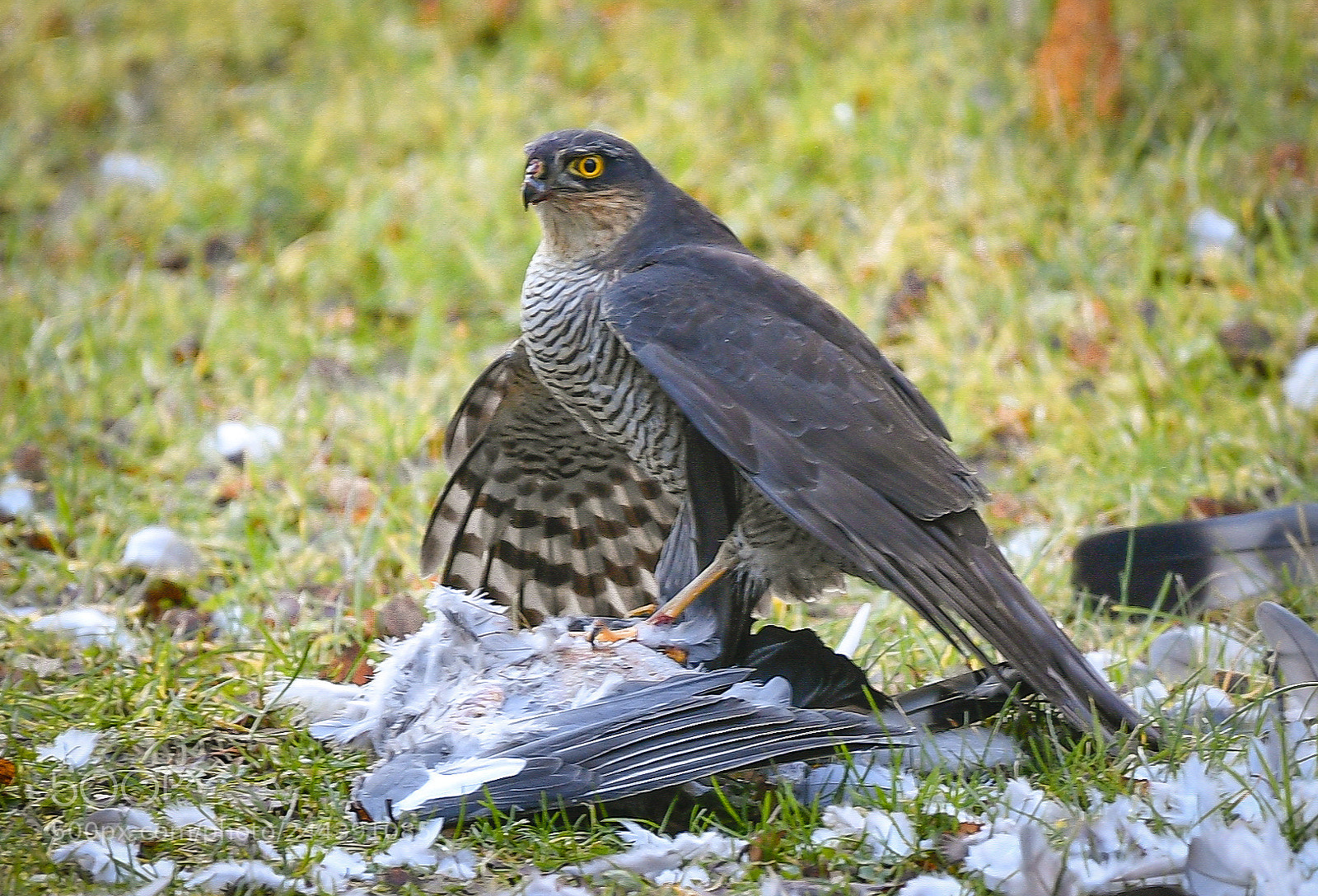 Nikon D5 sample photo. Sparrow hawk photography