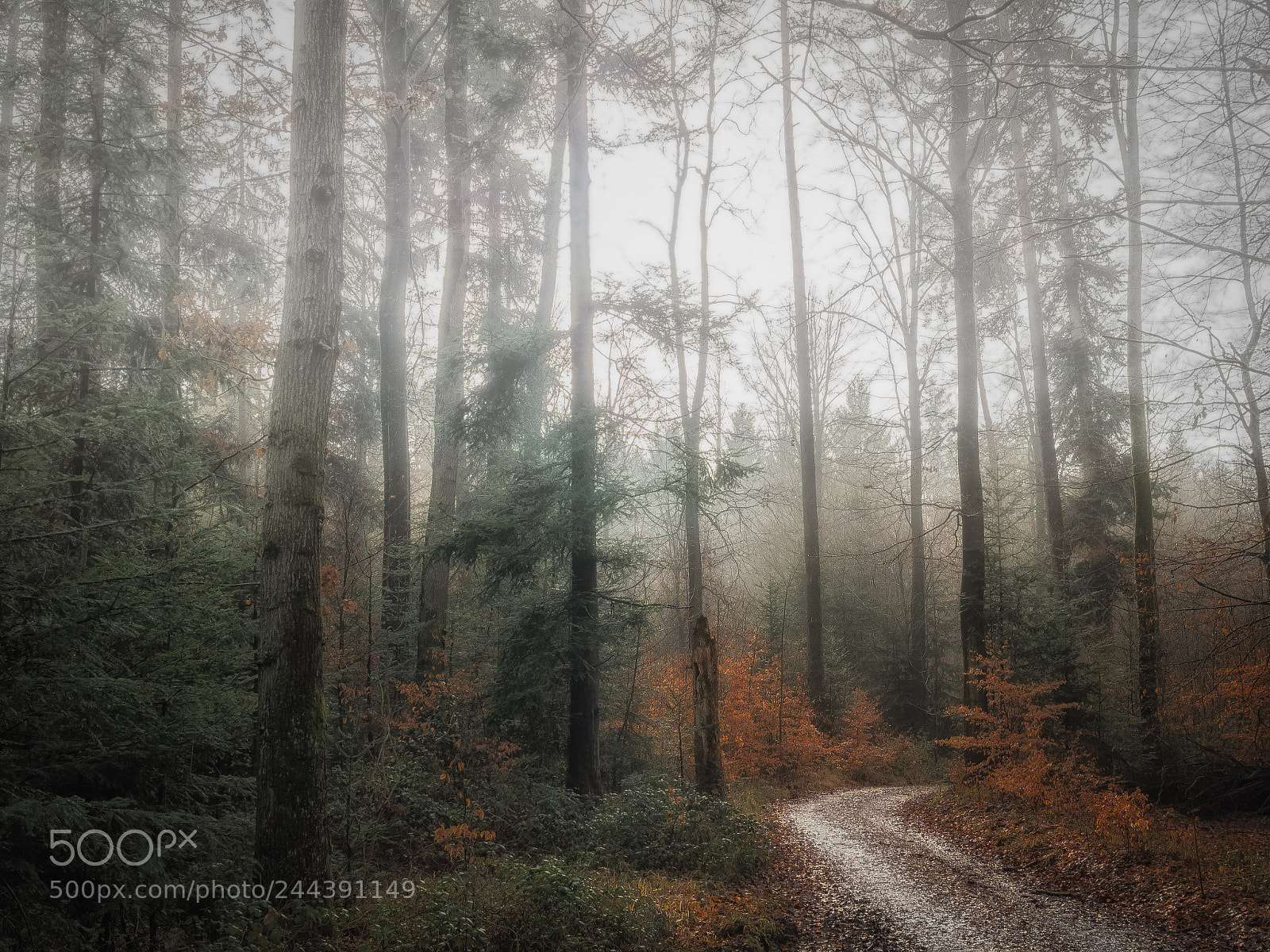 Panasonic Lumix DMC-GX8 sample photo. Foggy morning photography