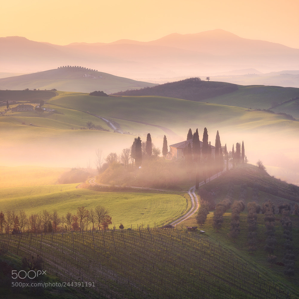 Nikon D810 sample photo. Golden tuscany photography