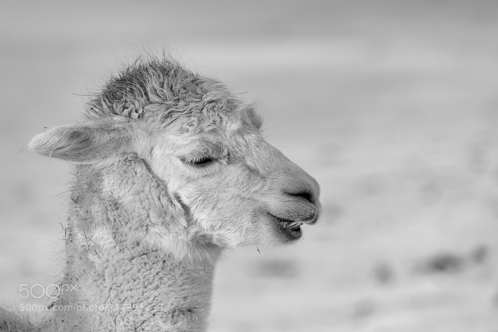 Nikon D810 sample photo. Say cheese photography