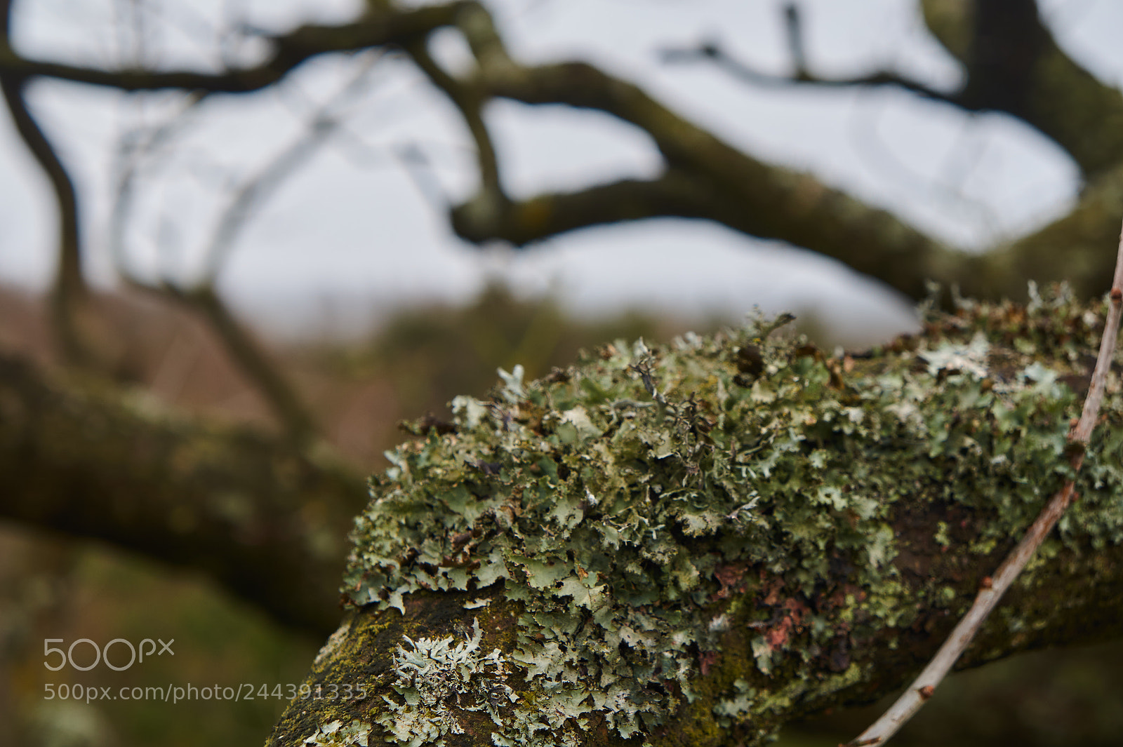 Sony Alpha a3000 sample photo. Moss photography