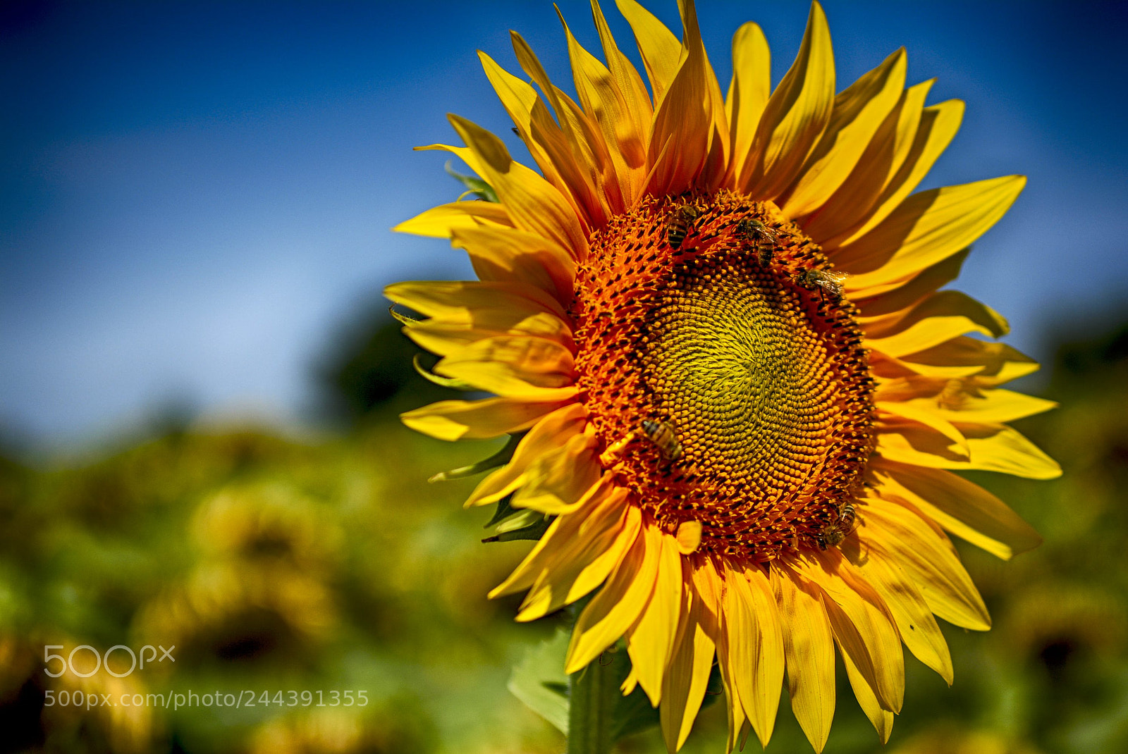 Nikon D7100 sample photo. Zonnebloem photography
