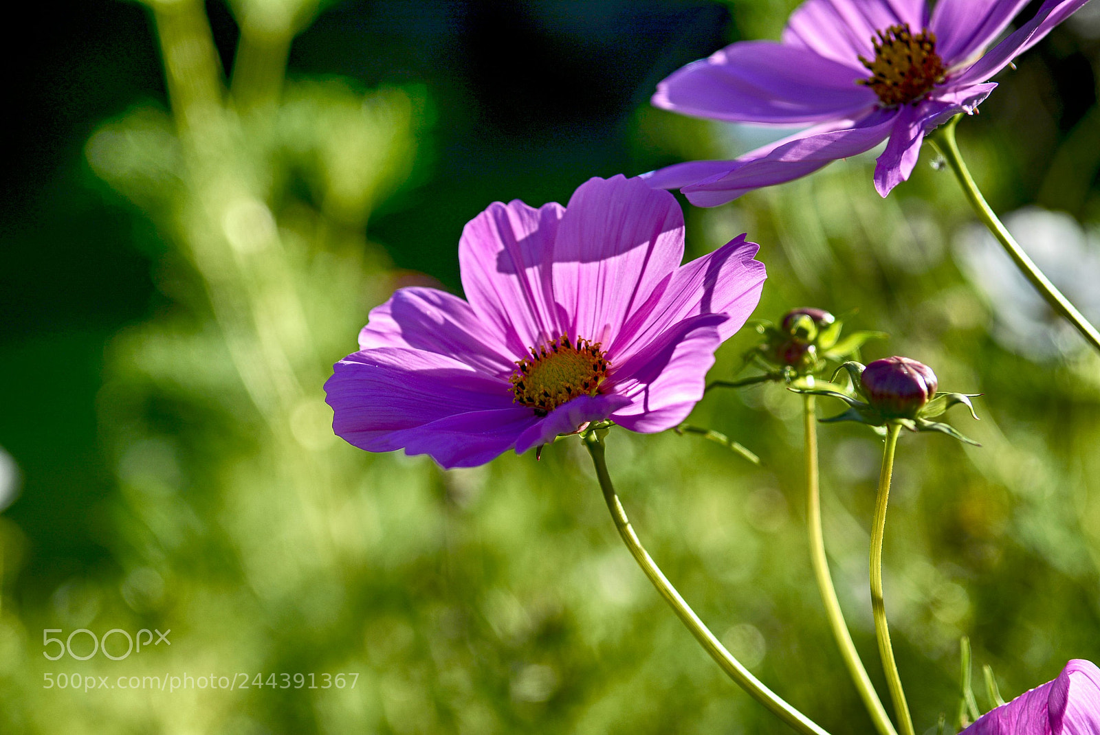 Nikon D7100 sample photo. Bloemen photography