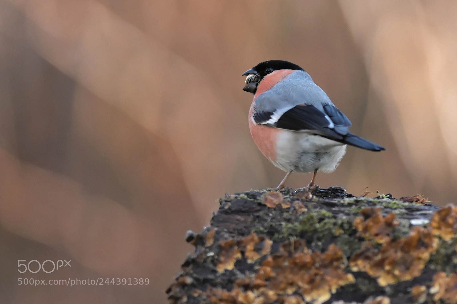 Nikon D7200 sample photo. Bon app tit monsieur photography