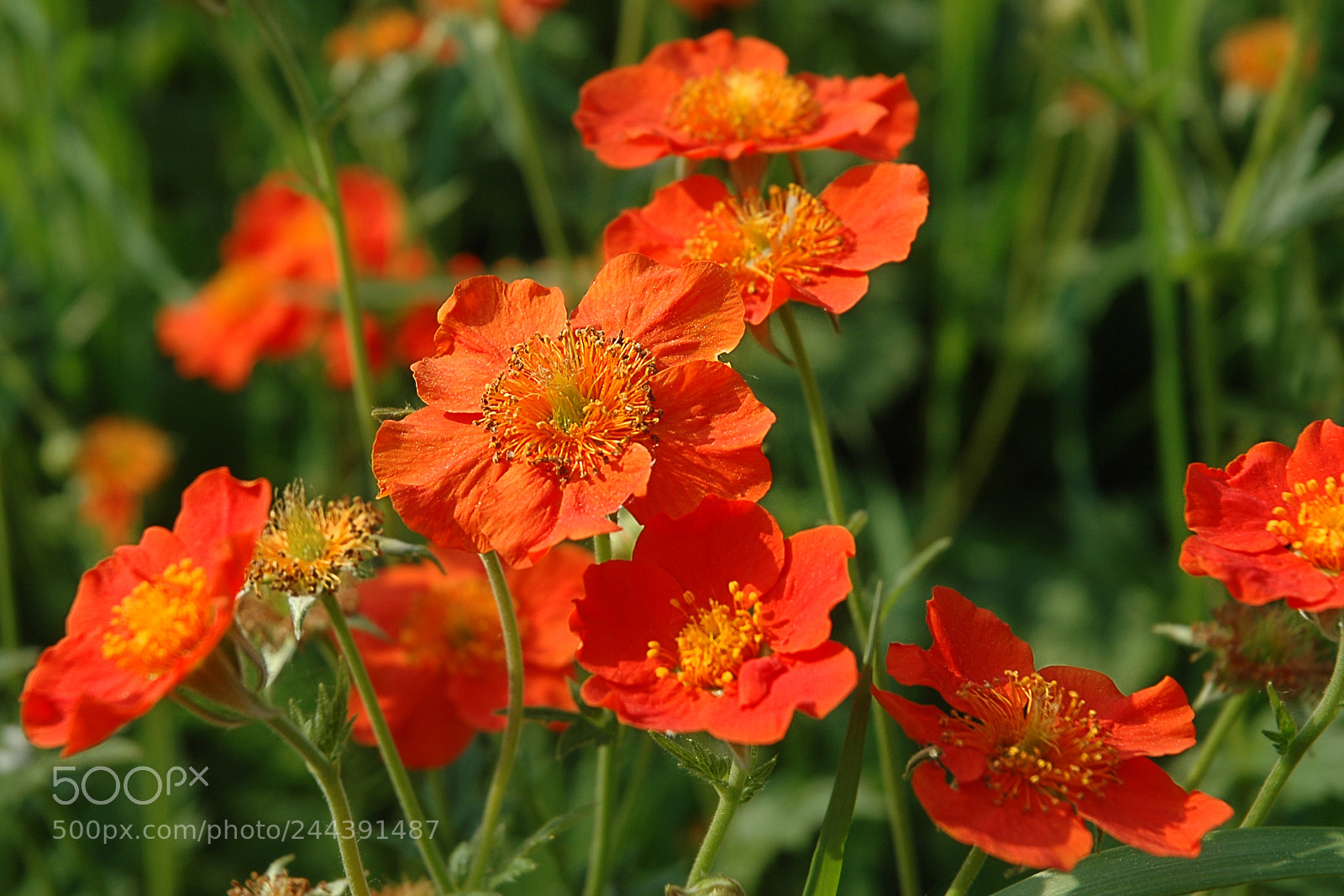 Nikon D70 sample photo. Flowers of gravel in photography