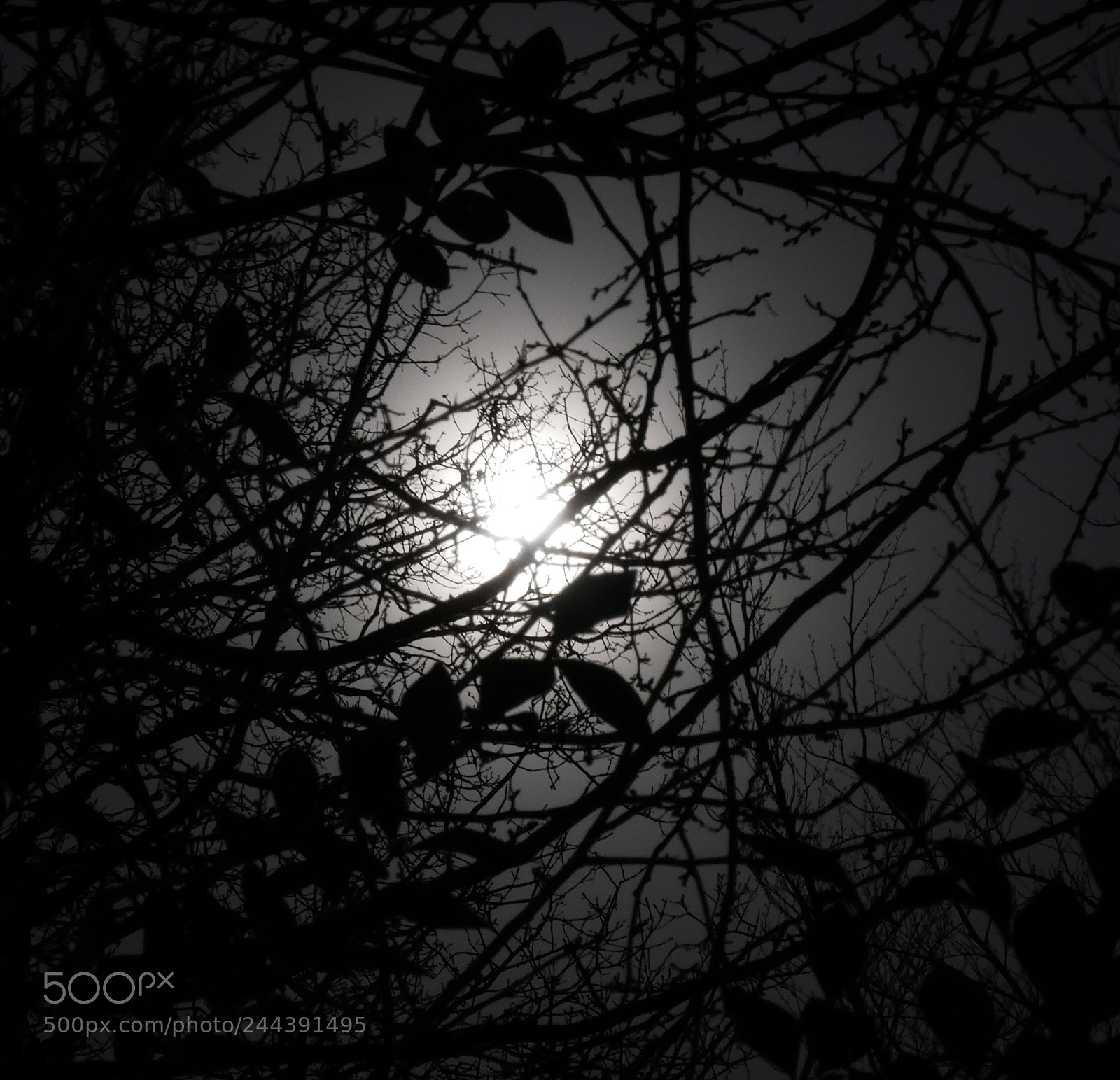 Panasonic Lumix DMC-G85 (Lumix DMC-G80) sample photo. Moonshine photography