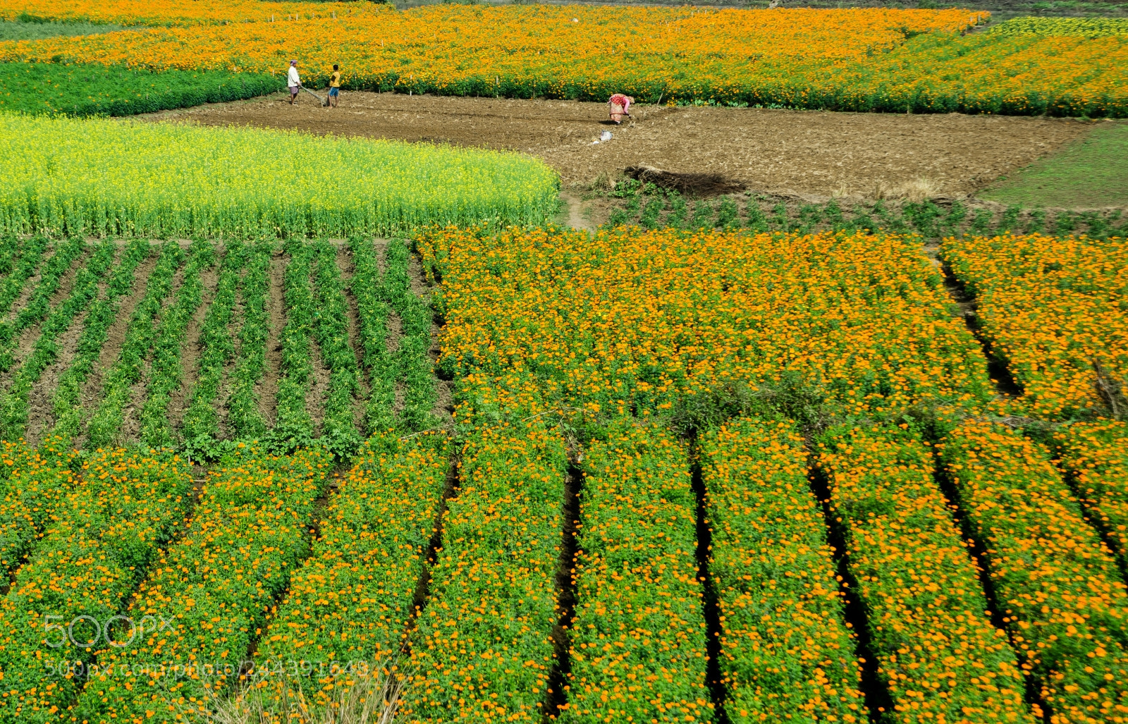 Nikon D7000 sample photo. Beauty of marigold photography