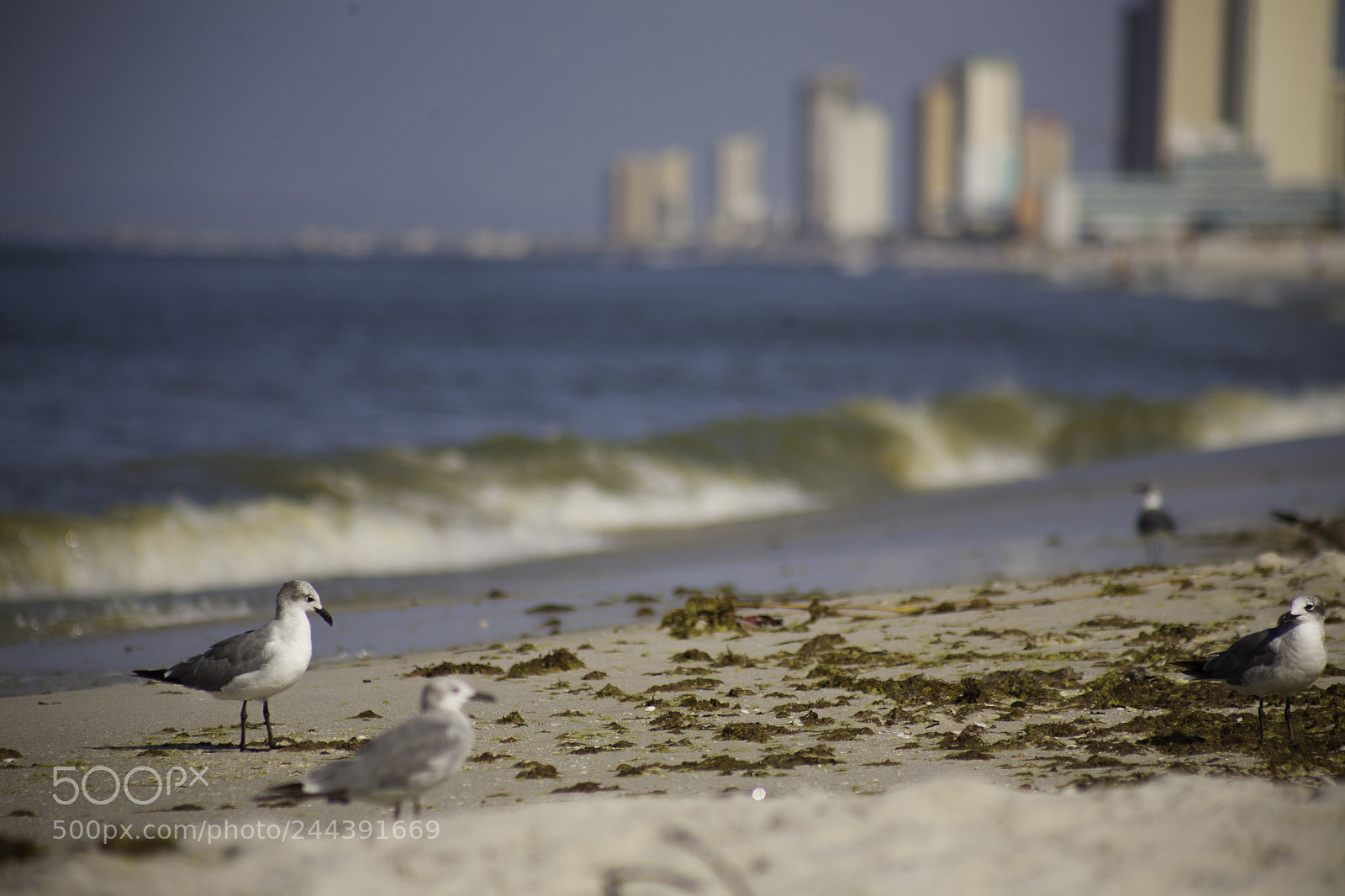 Canon EOS 5D sample photo. Seagulls with skyline photography