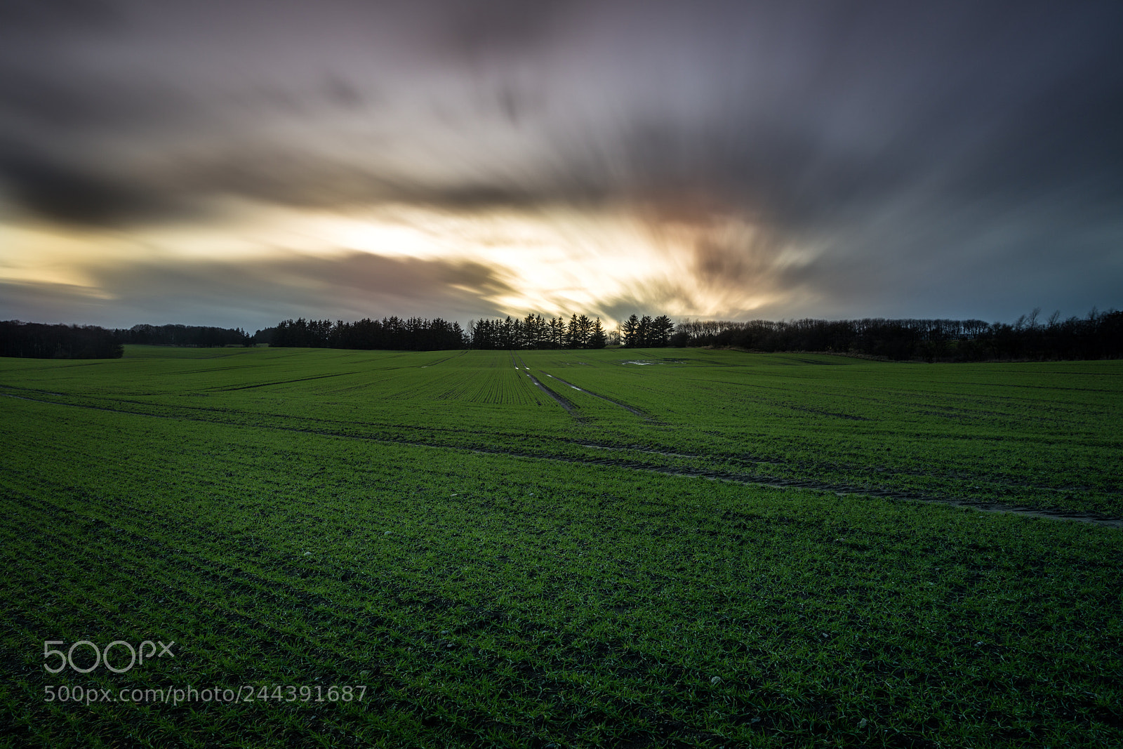 Canon EOS 5DS R sample photo. Fields of gold photography