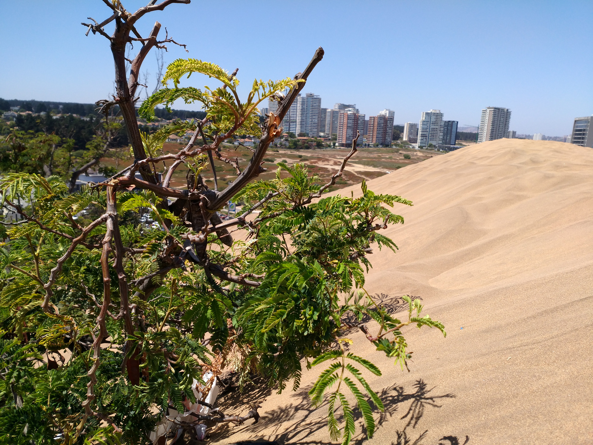 Xiaomi MI 5s Plus sample photo. Dunas de concón - concon dunes photography
