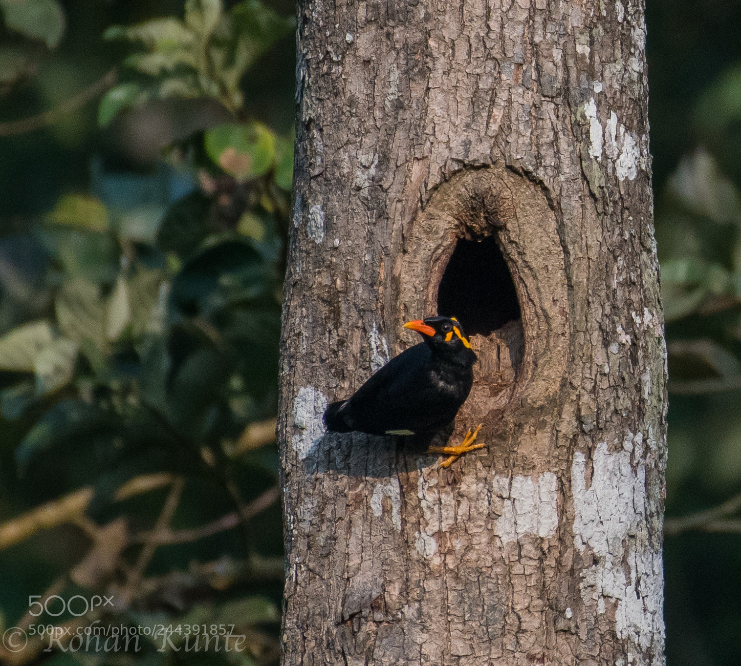Nikon D500 sample photo. Hill myna photography