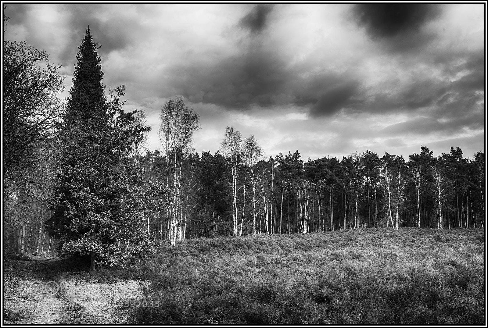 Nikon D800 sample photo. The rain is photography