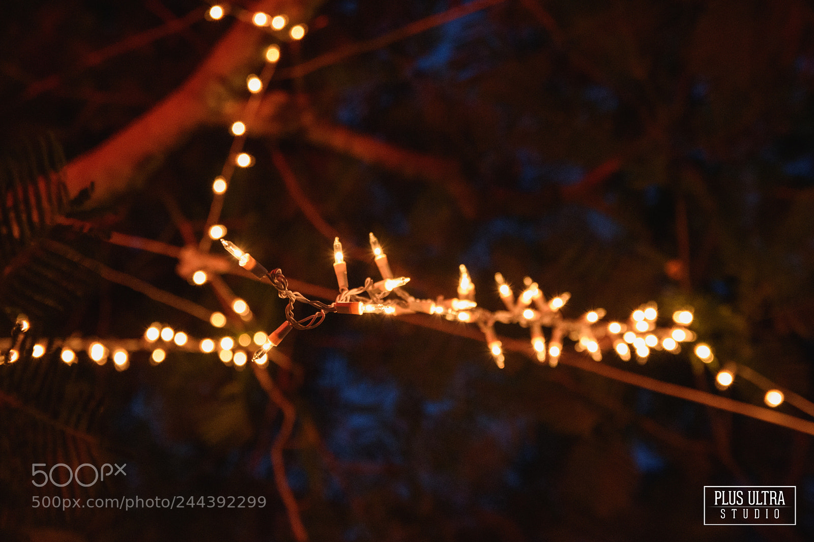 Nikon D5500 sample photo. Untitled photography