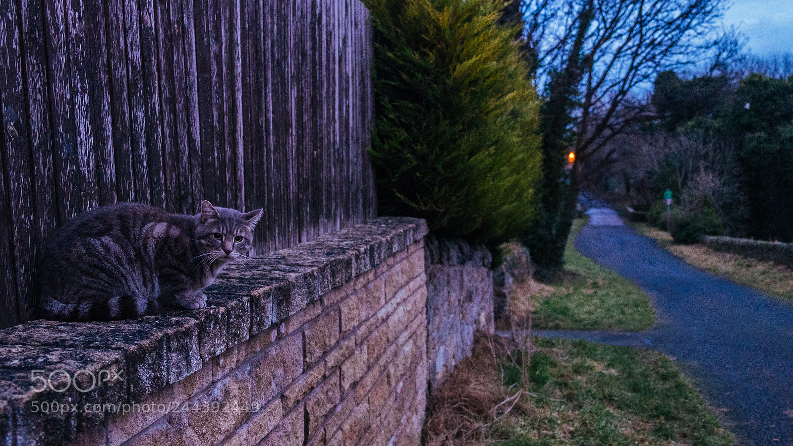Fujifilm X-E2 sample photo. Poser photography