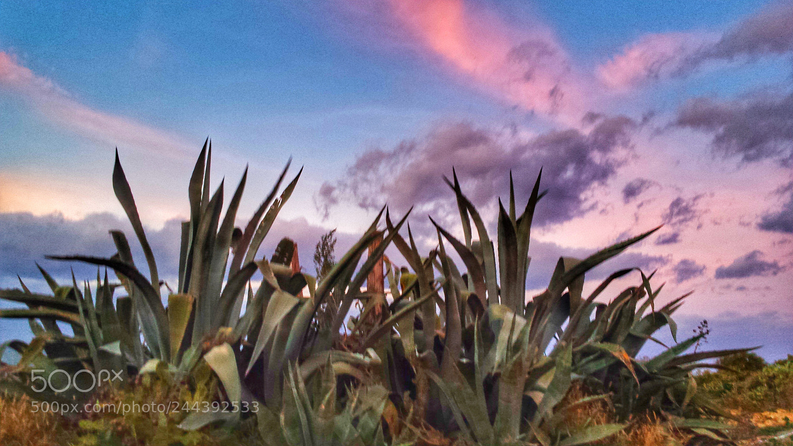 Samsung Galaxy S4 sample photo. Spring in winter 3 photography