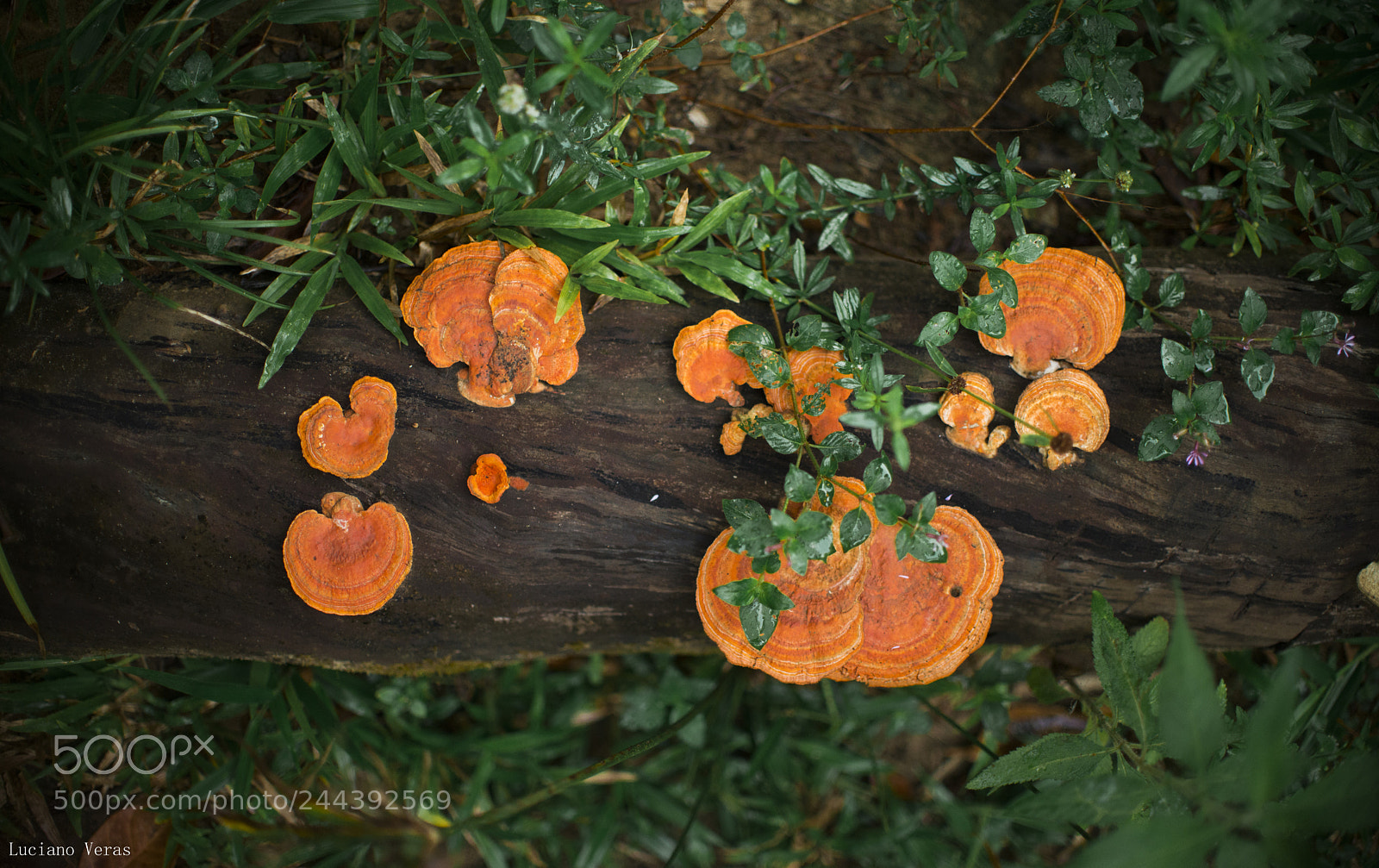 Nikon D610 sample photo. Contraste photography
