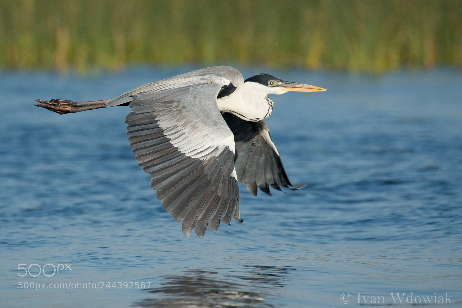 Nikon D800 sample photo. White-necked heron photography