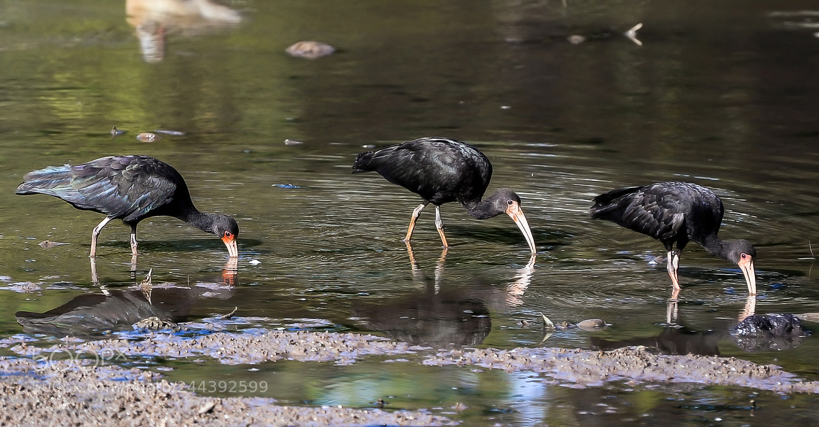 Nikon D610 sample photo. Bare faced ibis photography